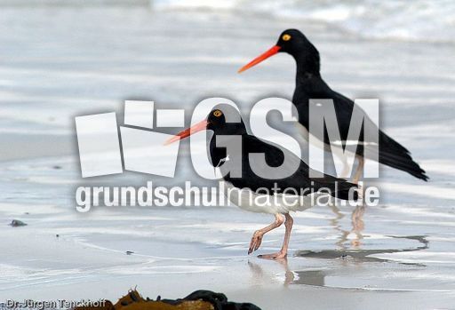 Weißer Austernfischer (8 von 8).jpg